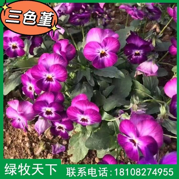 三色堇綠化園林觀賞花種 綠牧天下種子現(xiàn)貨直發(fā)