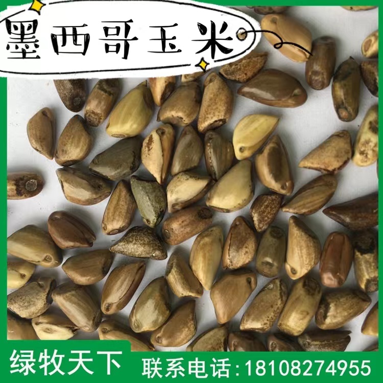 綠牧花草種子現(xiàn)貨直發(fā) 墨西哥玉米高產(chǎn)牧草種