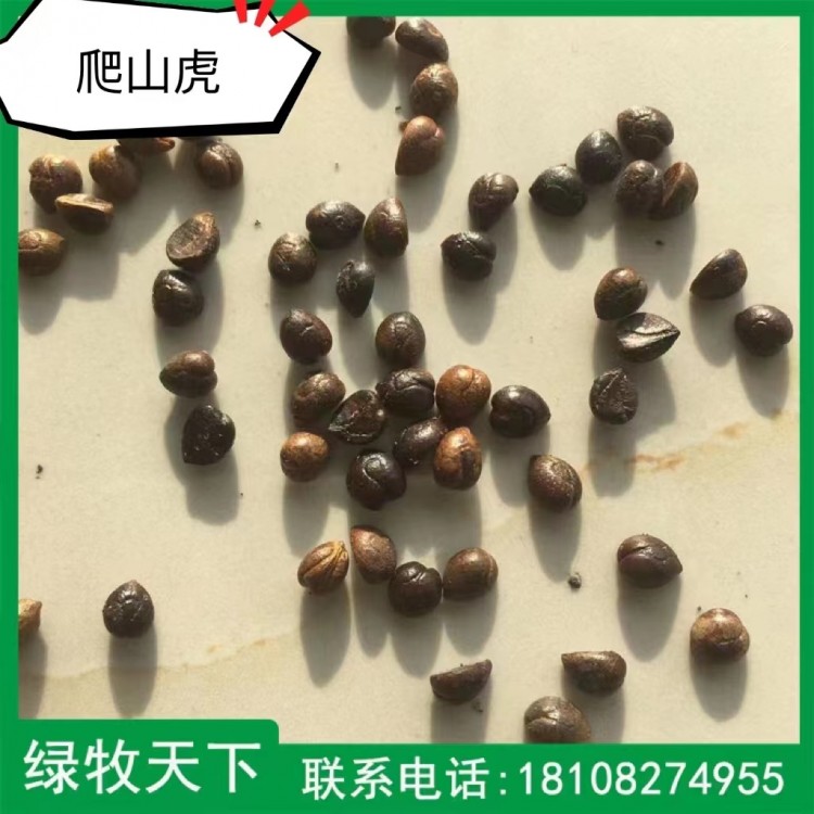 爬山虎種子批發(fā)價格 成都專業(yè)綠化植物種子 綠牧天下