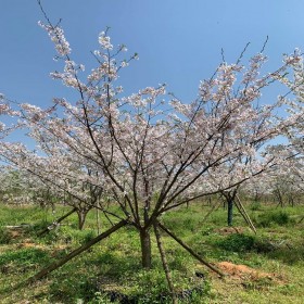 四川日本晚櫻苗木基地 批發(fā)櫻花樹苗   紅葉櫻花苗圃出售量大價優(yōu)