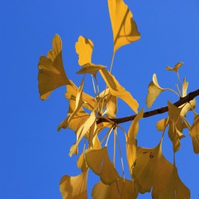 常年供應(yīng)銀杏小苗大苗  現(xiàn)挖現(xiàn)發(fā)綠蔭苗木  品種純正金色盛景  綠化風景銀杏樹