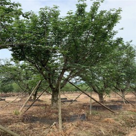 成都櫻花容器苗 苗圃基地 櫻花苗 紅葉櫻花樹苗