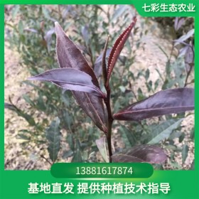 紫娟茶苗 紫娟茶苗價格 紫娟茶苗多少錢一株