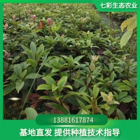 七彩生態(tài)農(nóng)業(yè)優(yōu)質(zhì)老鷹茶苗批發(fā) 基地直銷