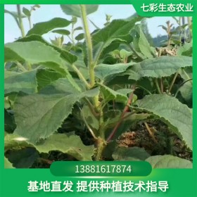 獼猴桃苗 七彩生態(tài)農(nóng)業(yè) 口感好肉多 抗寒性強