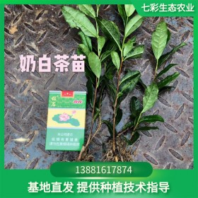 奶白茶苗 七彩生態(tài)農(nóng)業(yè)茶苗基地 品種純正優(yōu)質(zhì)