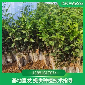 優(yōu)質(zhì)供應(yīng)茶苗 茶苗批發(fā) 營養(yǎng)袋茶苗 品種齊全