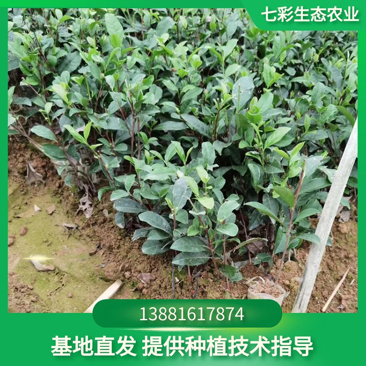 川黃一號大茶樹現(xiàn)起幼苗茶苗 基地種植 七彩農(nóng)業(yè)