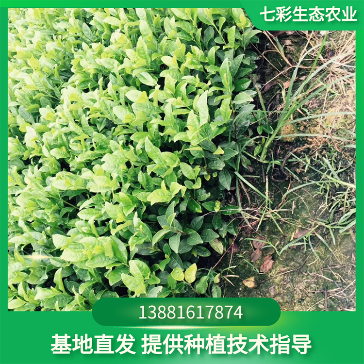 福選九號(hào)茶苗種植幼苗現(xiàn)貨出售 高成活率易種植 七彩