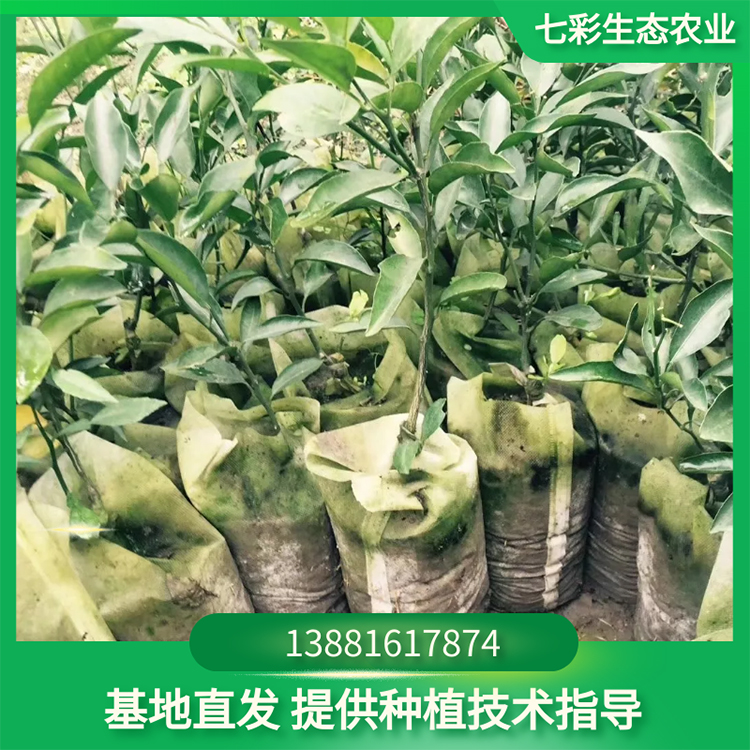 甘甜易存活高產(chǎn)量柑橘苗 苗圃種植果樹(shù)樹(shù)苗 七彩