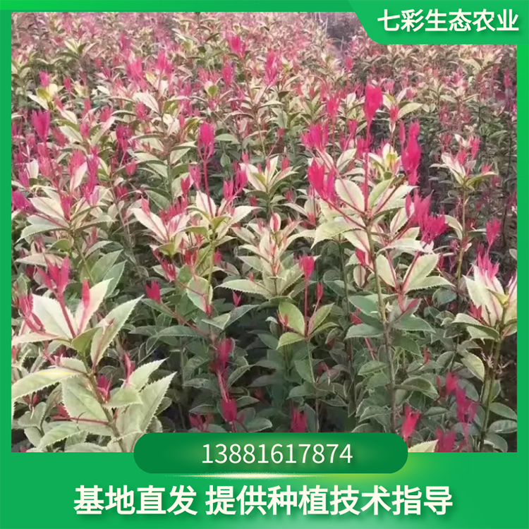 桂花樹苗 3公分樹苗觀賞用 優(yōu)質(zhì)苗木種植基地 七彩