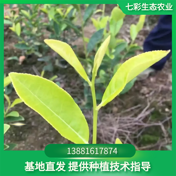 高品質(zhì)易存活黃金芽茶苗基地種植現(xiàn)貨出售 七彩農(nóng)業(yè)