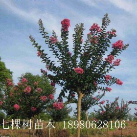 成都七棵樹 3-18cm紫薇 大紅紫薇 成都紫薇樹批發(fā)基地