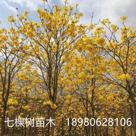 6-15cm黃花風(fēng)鈴木樹 成都黃花風(fēng)鈴木批發(fā)基地