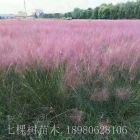 粉黛亂子草 成都粉黛亂子草批發(fā)基地