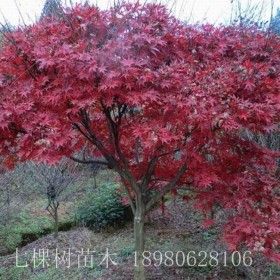 紅楓 成都紅楓苗木基地  成都紅楓木批發(fā)基地