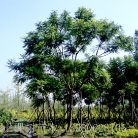 成都藍(lán)花楹基地 藍(lán)花楹綠化  藍(lán)花楹價格