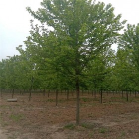 工程綠化紅楓樹 種植基地  10公分精培育嫁接樹型