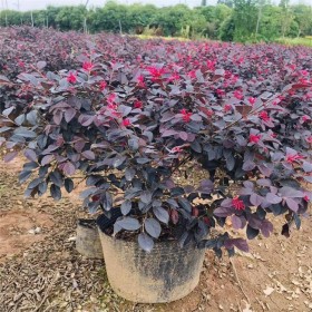 成都批發(fā)紅花繼木  觀葉植物紅花繼木