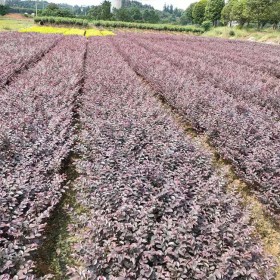 成都紅繼木批發(fā) 色塊小苗15-25杯灌木 規(guī)格齊全