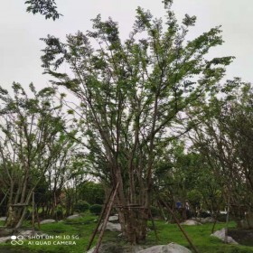 基地批發(fā)樸樹 四川七棵樹樸樹苗木現(xiàn)化供應