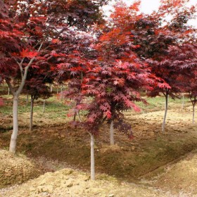 紅楓樹 胸徑5-8公分 叢生美國紅楓 土球直徑16cm 庭院樹 七棵樹園林