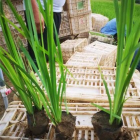 西伯利亞鳶尾 水生植物 四季常綠 耐寒耐陰植物 七棵樹園林苗木