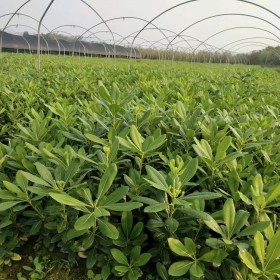 海桐  綠化景觀類植物 3-15公分 七棵樹園林