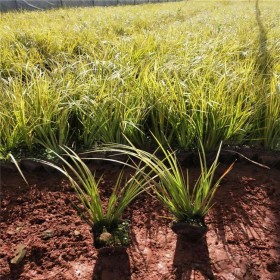 金線菖蒲  綠化灌木植物 多年生草本花卉 七棵樹園林