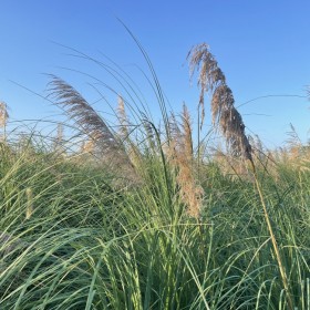 成都栽種子 濕地綠化矮蒲葦草籽 大量供應(yīng)矮蒲葦種