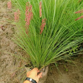 成都糖蜜草基地批發(fā) 糖蜜草杯苗現(xiàn)貨 糖蜜草價格