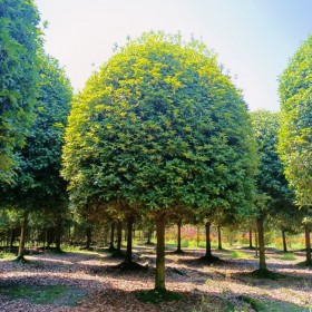 常年供應(yīng)大量種植桂花樹 桂花樹基地 優(yōu)質(zhì)供應(yīng) 基地種植