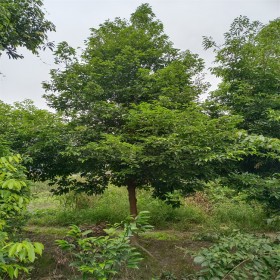 天竺桂基地批發(fā) 天竺桂價格 園林綠化工程苗供應(yīng)