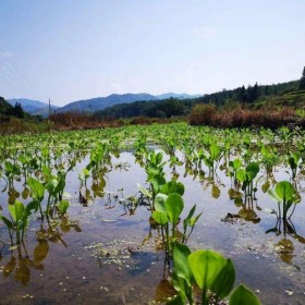 中藥材種植技術(shù) 澤瀉中藥材種子種苗批發(fā) 農(nóng)業(yè)現(xiàn)代化服務(wù)