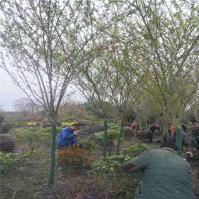 四川垂絲海棠專業(yè)出售基地 綠化苗木垂絲海棠 西湖錘絲海棠