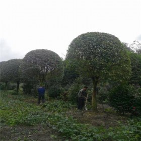 四川桂花樹批發(fā) 園林景觀工程桂花樹批發(fā) 桂花樹基地 出售桂花樹苗