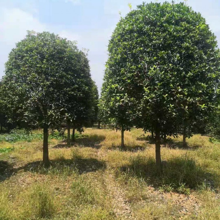 成都精品桂花樹(shù) 桂花樹(shù)價(jià)格 基地直銷 歡迎咨詢 12cm桂花樹(shù)批發(fā)