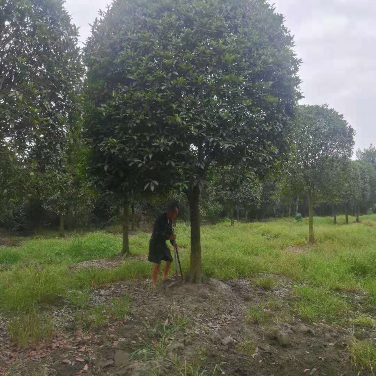 成都桂花樹基地 出售桂花樹苗 價格優(yōu)惠 15cm桂花樹批發(fā)基地