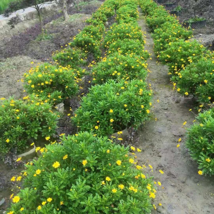 成都木春菊批發(fā) 瑪格麗特菊價(jià)格出售杯苗木春菊