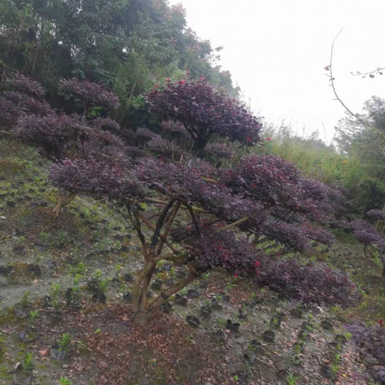 造型紅花繼木 古樁庭院景觀紅桎木樁園林街道綠化紅花繼木自有基地