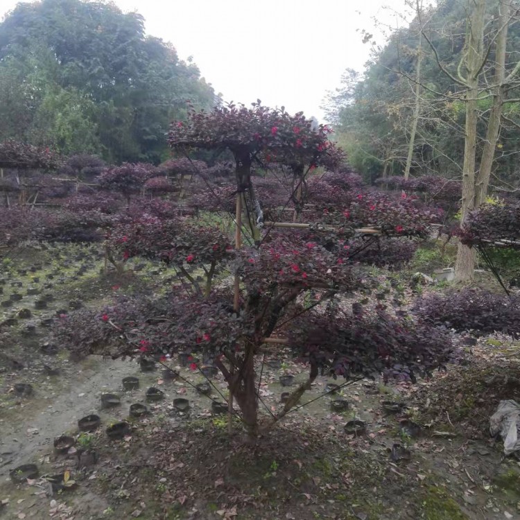 批發(fā)造型紅花繼木 園林綠化工程庭院精品紅花繼木四川 基地直銷