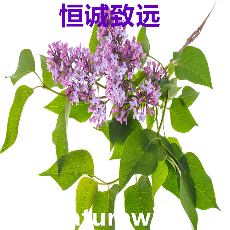 芹菜素  520-36-5   三大圖譜 高純98% 對照品中檢所