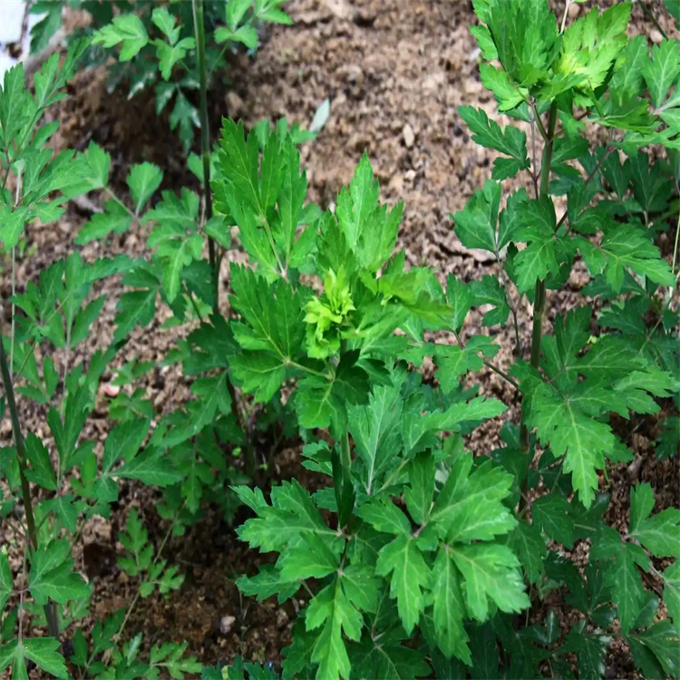 野薔薇苷 對(duì)照品標(biāo)準(zhǔn)品 高純度 三大圖譜 科研專用