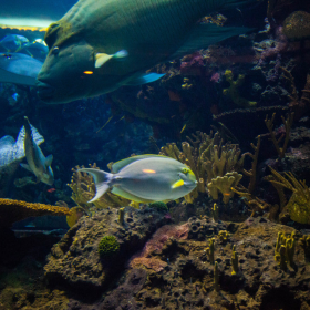 重慶戲浪亞克力魚(yú)缸廠 大魚(yú)缸定做觀賞水族箱 大型海水魚(yú)缸制作 海洋透明隧道設(shè)計(jì)安裝