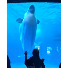 戲浪定做大型魚缸水族工程 海洋館造景 亞克力板材生產(chǎn)廠家維生系統(tǒng)維護(hù)