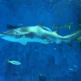 四川戲浪供應海洋館工程 水族館設計 海洋館設計籌建 大型亞克力板安裝