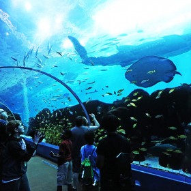 戲浪大型水族館設計 亞克力大魚缸 海洋館設計安裝 施工 承接海洋館規(guī)劃