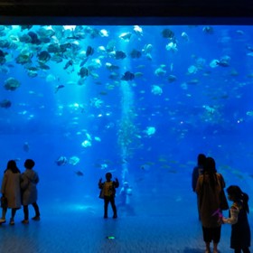 四川戲浪海洋館設計 水族館工程改建 大魚缸定制廠