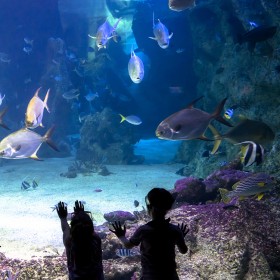 四川戲浪海洋館設(shè)計(jì) 大型亞克力魚(yú)缸定做公司 水族館施工建造 海洋館水產(chǎn)養(yǎng)殖過(guò)濾設(shè)備系統(tǒng)