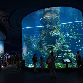 成都戲浪亞克力魚缸定做廠家 大型水族箱制作工藝 廠家批發(fā)價(jià)格